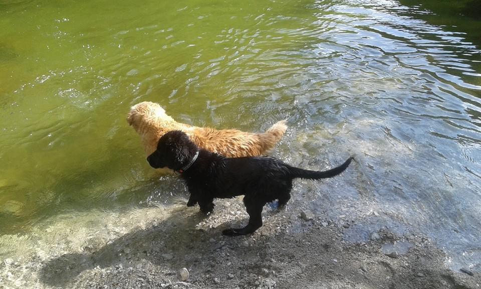 Fanny lernt Chilli schwimmen